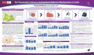 Research poster on Flavonoids